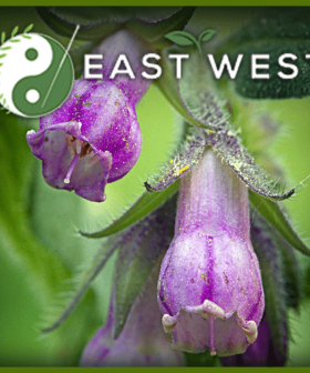 Comfrey