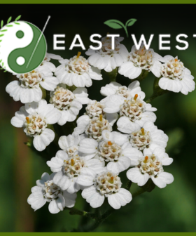 Yarrow Flowers Powder