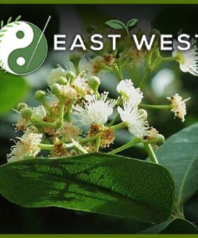 Allspice Mexico