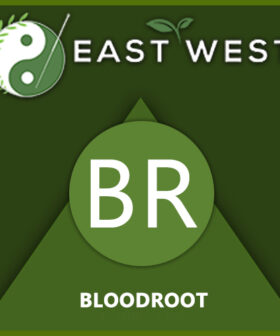 Bloodroot Powder