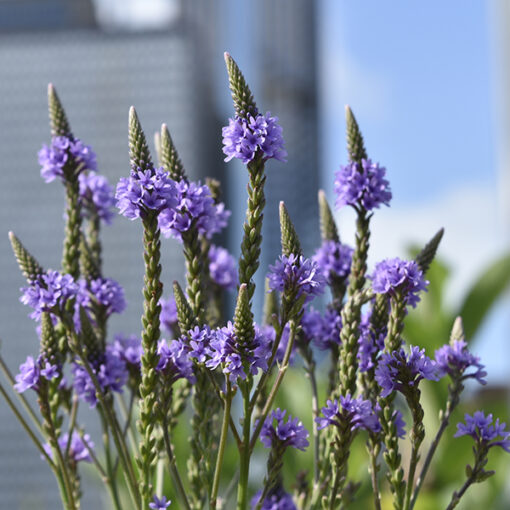 Blue Vervain