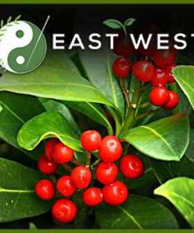Uva Ursi leaf whole