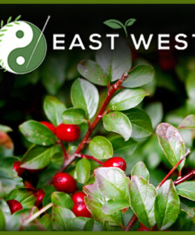Wintergreen