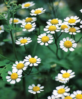 Feverfew herb powder