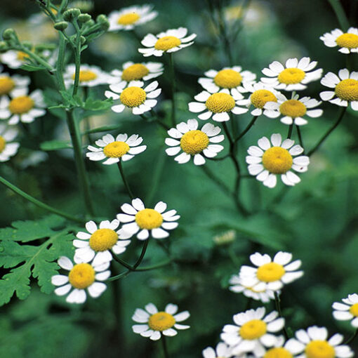Feverfew herb powder