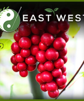 Schisandra Berry