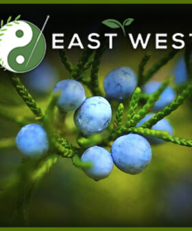 Juniper Berry whole