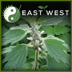 Motherwort common