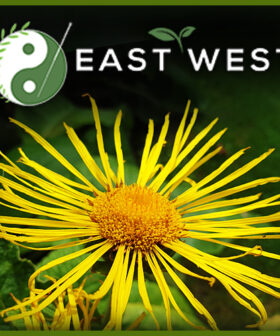 Elecampane Root