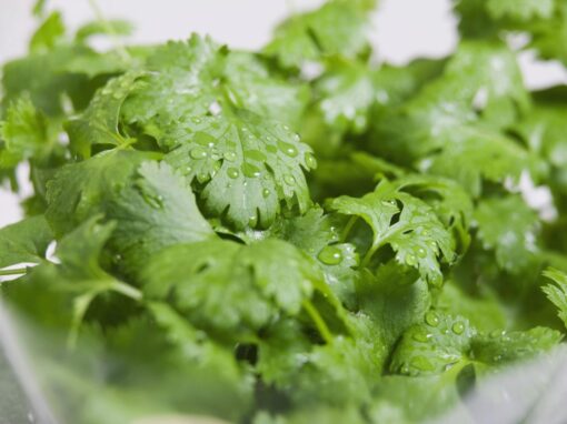 Cilantro Leaf