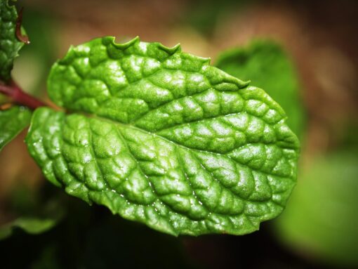 Spearmint
