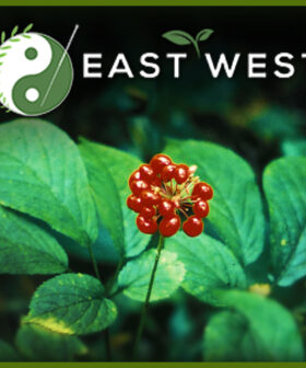 Ginseng American extract powder