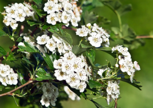 Hawthorn Flower & Leaf