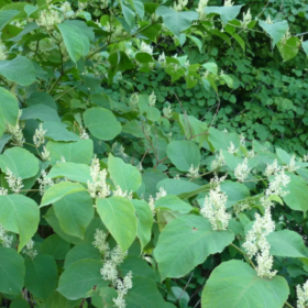 Knotweed Japanese