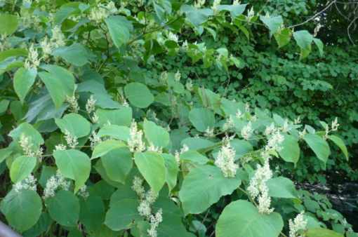 Knotweed Japanese