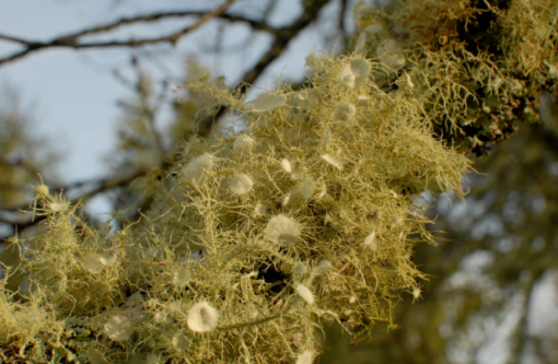 Old man's beard lichen