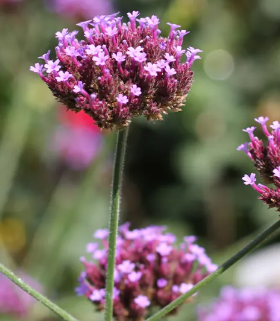 Vervain