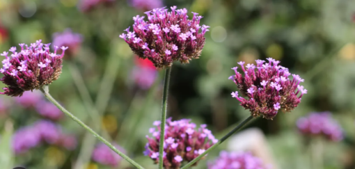 Vervain