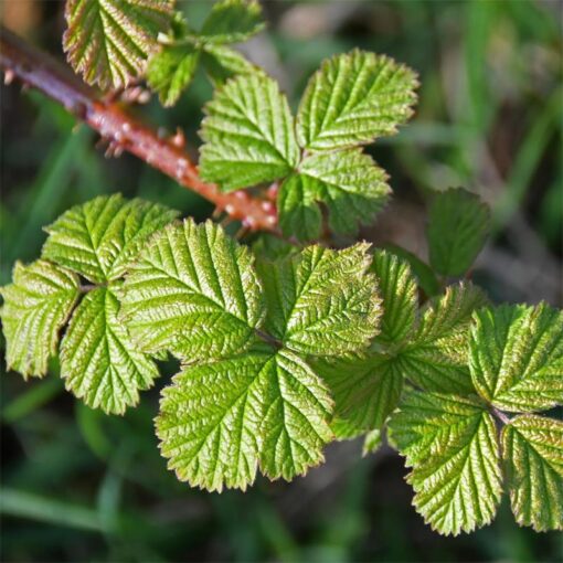 BlackberryLeaf