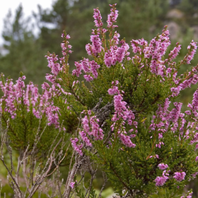 Heather Flower