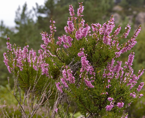 Heather Flower