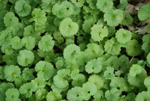 Ground Ivy