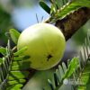 a round green amla fruit on a tree branch
