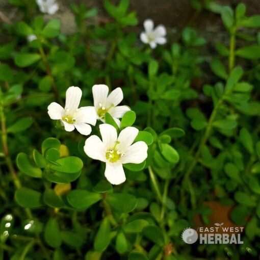 white flowers on a Bacopa Powder plant