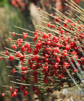 Ma Huang plant